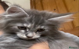 Maine Coon cats for sale: Ready Now  - Image 5