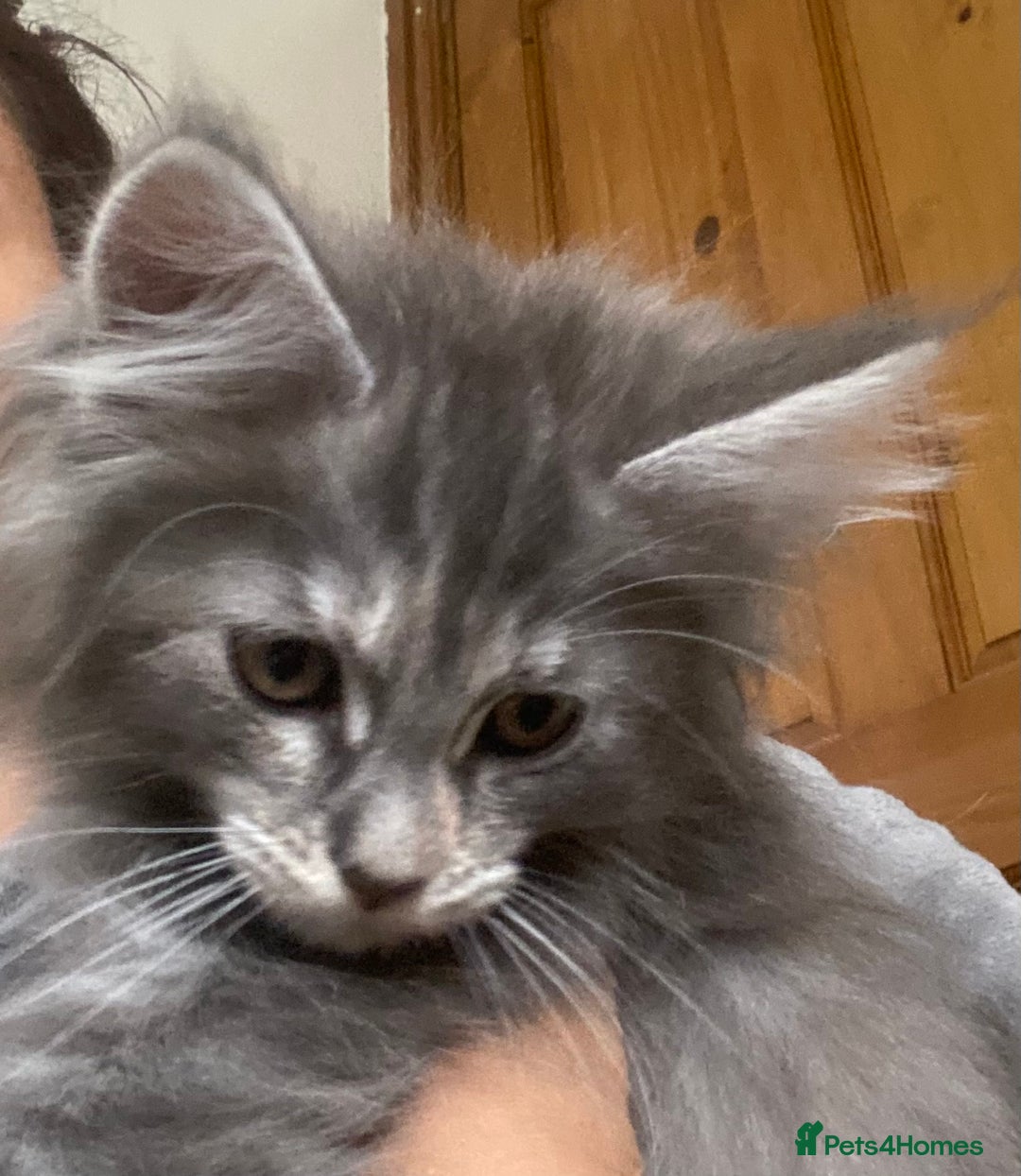Maine Coon cats for sale: Ready Now  - Image 5