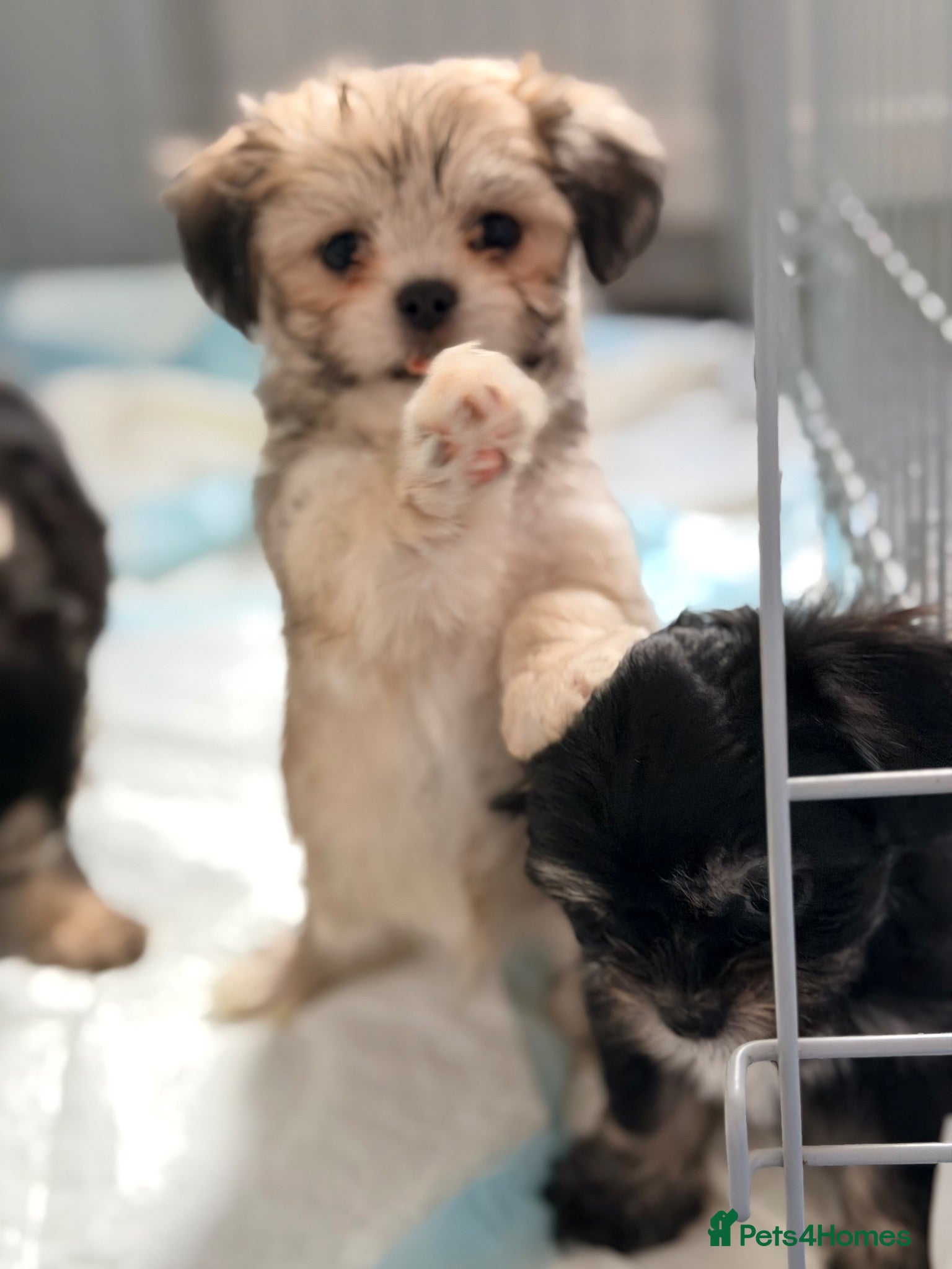 Mixed Breed dogs Tiny Malchi puppies - Advert 1