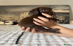 Springador dogs for sale: Chocolate Springador Puppies – Ready Soon! 🐾 - Image 19