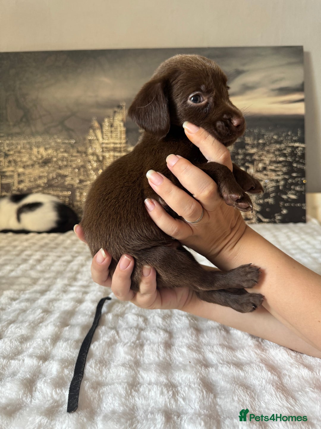 Springador dogs for sale: Chocolate Springador Puppies – Ready Soon! 🐾 - Image 19