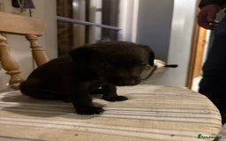 Mixed Breed dogs for sale: Bedlington x whippet puppies - Image 7