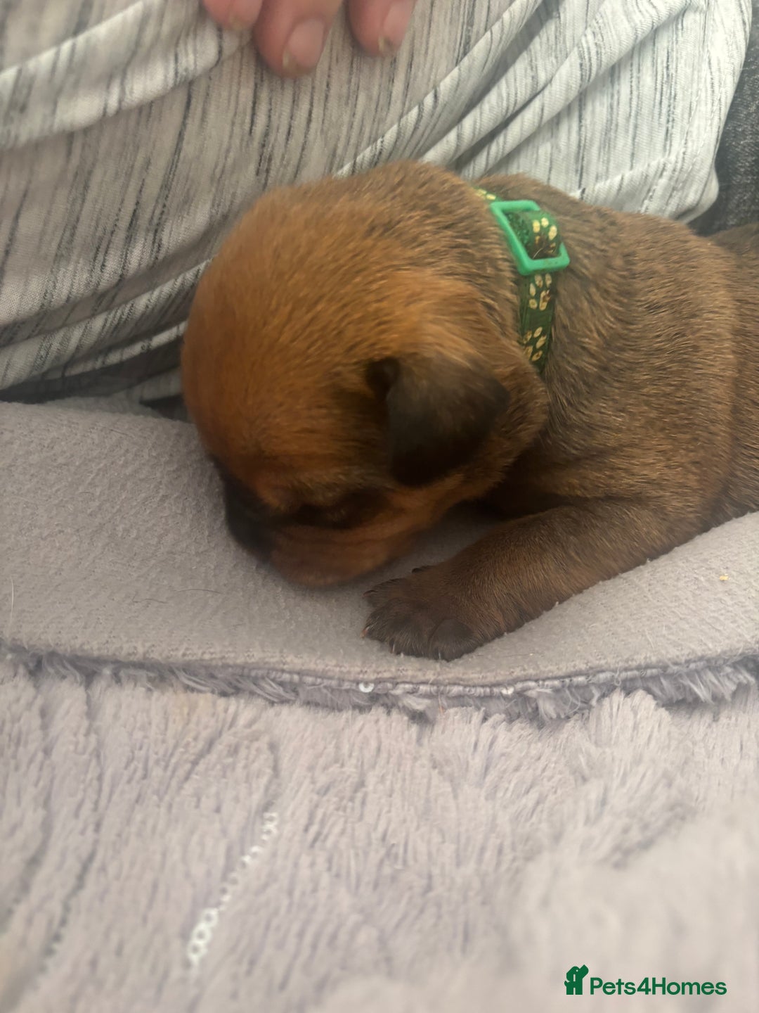 Mixed Breed dogs for sale: My surprise litter - Advert 5