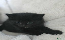 Mixed Breed cats for sale: 6 beautiful boys  - Image 12