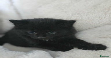 Mixed Breed cats - Advert 14