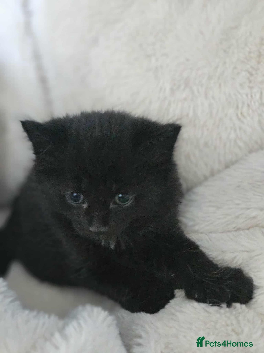 Mixed Breed cats for sale: 6 beautiful boys  - Image 12