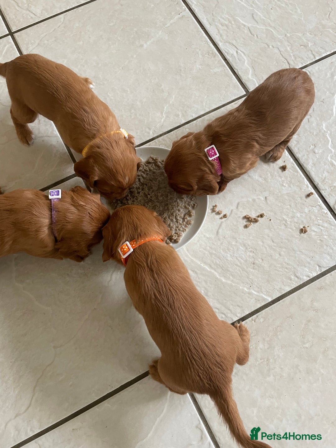 Cocker Spaniel dogs for sale: Health Tested Clear Cocker Spaniel Puppies  - Image 9
