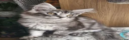 Maine Coon cats for sale: Adorable kitten looking for new home - Advert 2