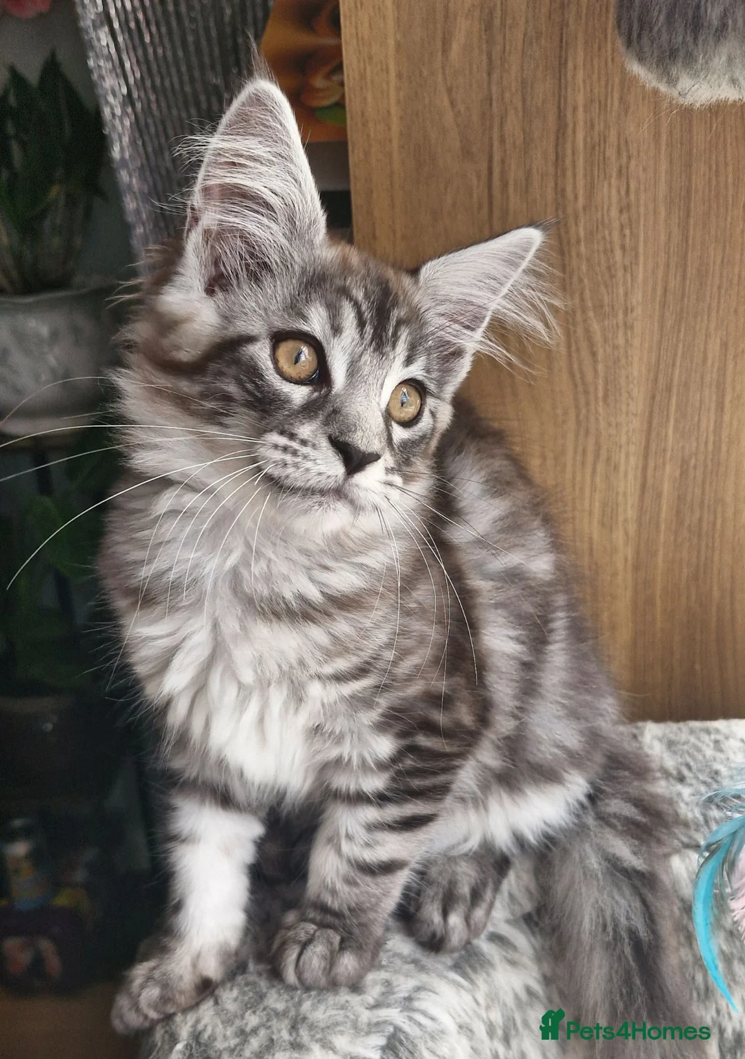 Maine Coon cats for sale: Adorable kitten looking for new home - Advert 2