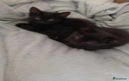 British Shorthair cats for sale: 2 kittens - Image 6