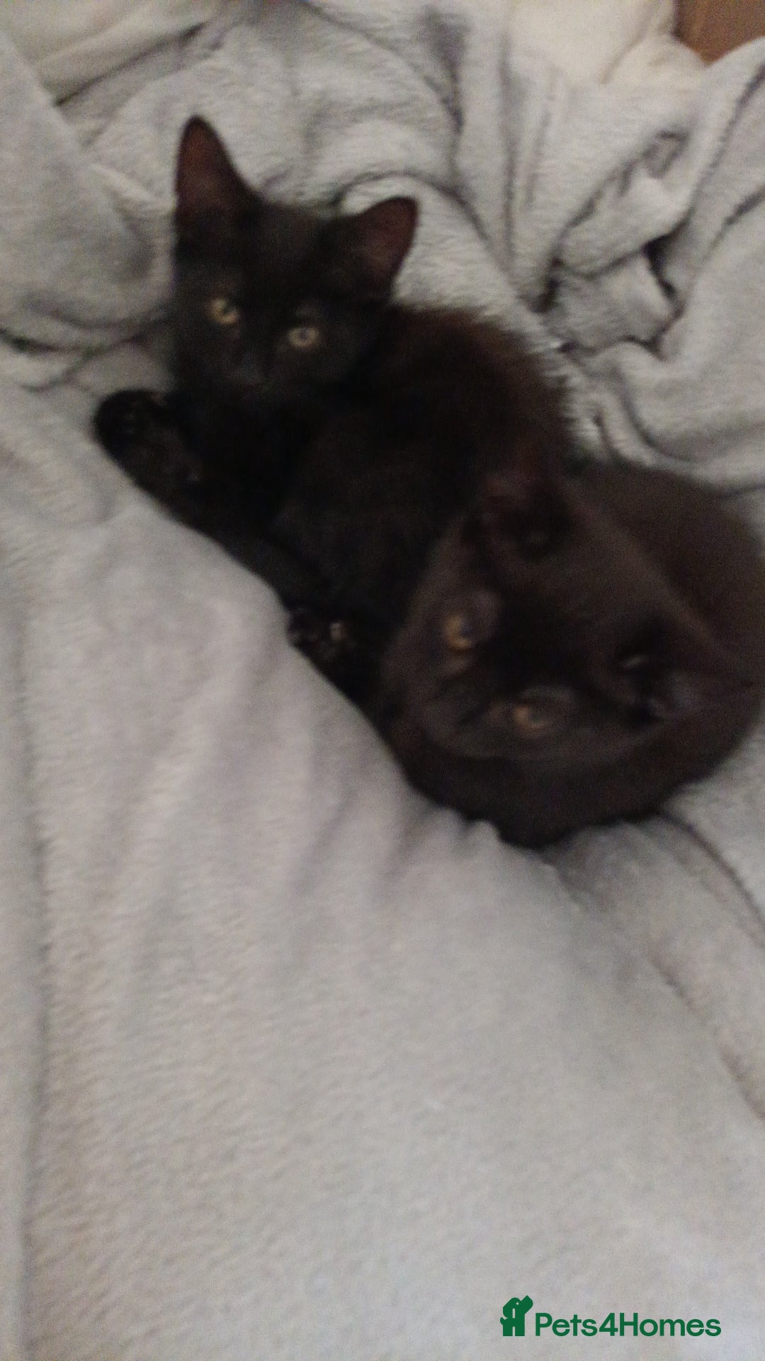 British Shorthair cats for sale: 2 kittens - Image 6