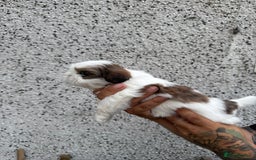 Shih Tzu dogs for sale: Beautiful Shih Tzu puppies  - Image 19