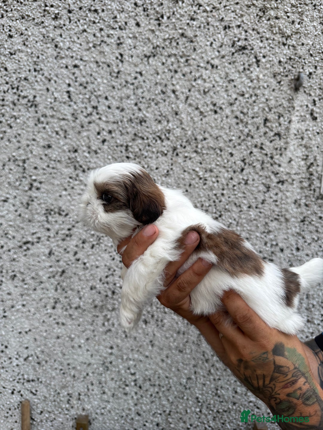 Shih Tzu dogs for sale: Beautiful Shih Tzu puppies  - Image 19