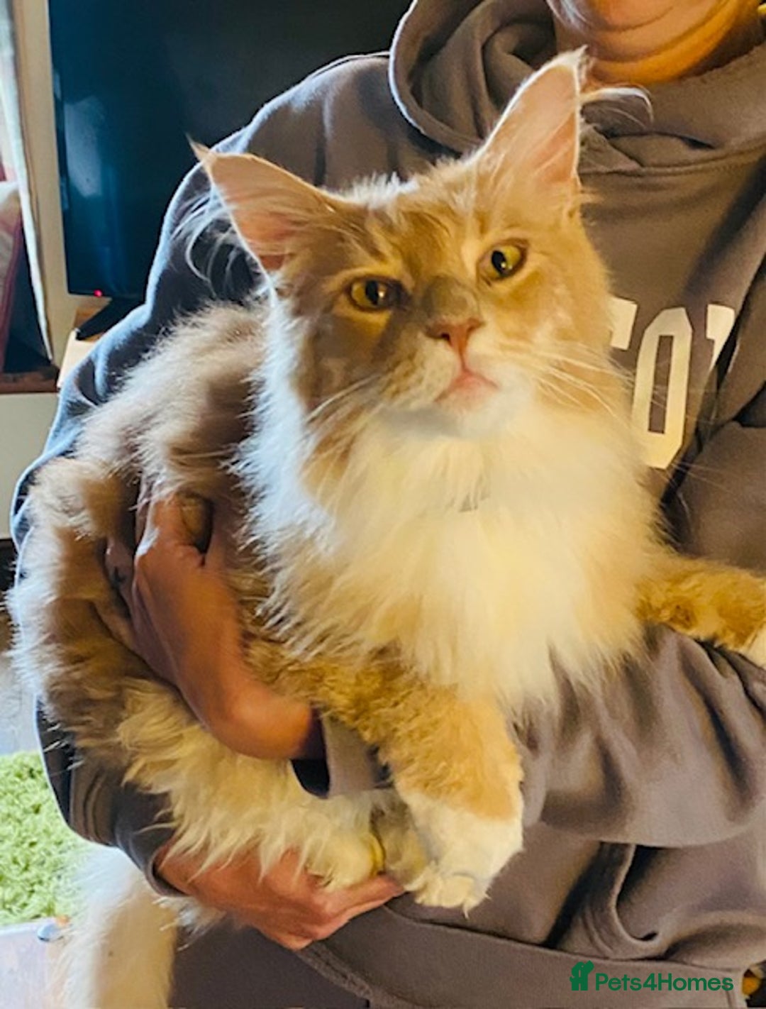Ragcoon cats for sale: Beautiful Ginger Tabby Ragcoon kitten for sale  - Image 8