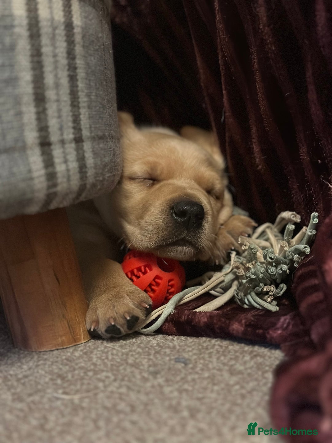 Golden Retriever dogs for sale: Friendly happy healthy, stunning puppies  - Advert 7