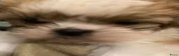 Shih Tzu dogs for sale: Shih Tzu puppies - Advert 9