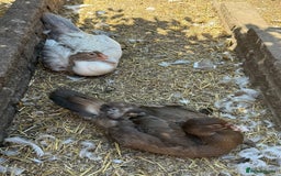 Waterfowl poultry for sale: Muscovy Hatching eggs for sale - Image 7