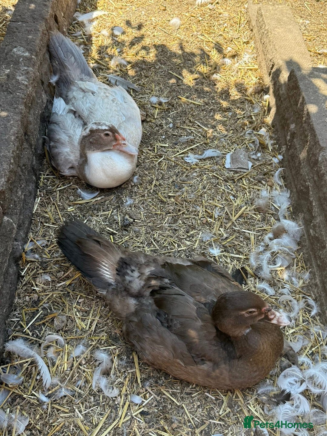 Waterfowl poultry for sale: Muscovy Hatching eggs for sale - Image 7