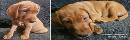 Labrador Retriever dogs for sale: Stunning Red Fox Labs-Health checked, KC Reg, FTCH - Advert 6