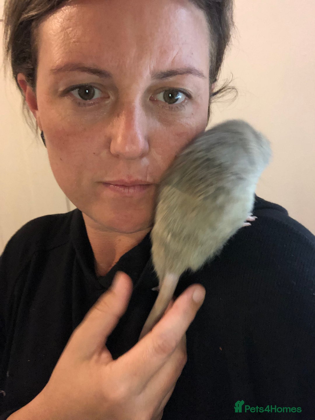 Rat rodents for sale: Female rats  - Image 2