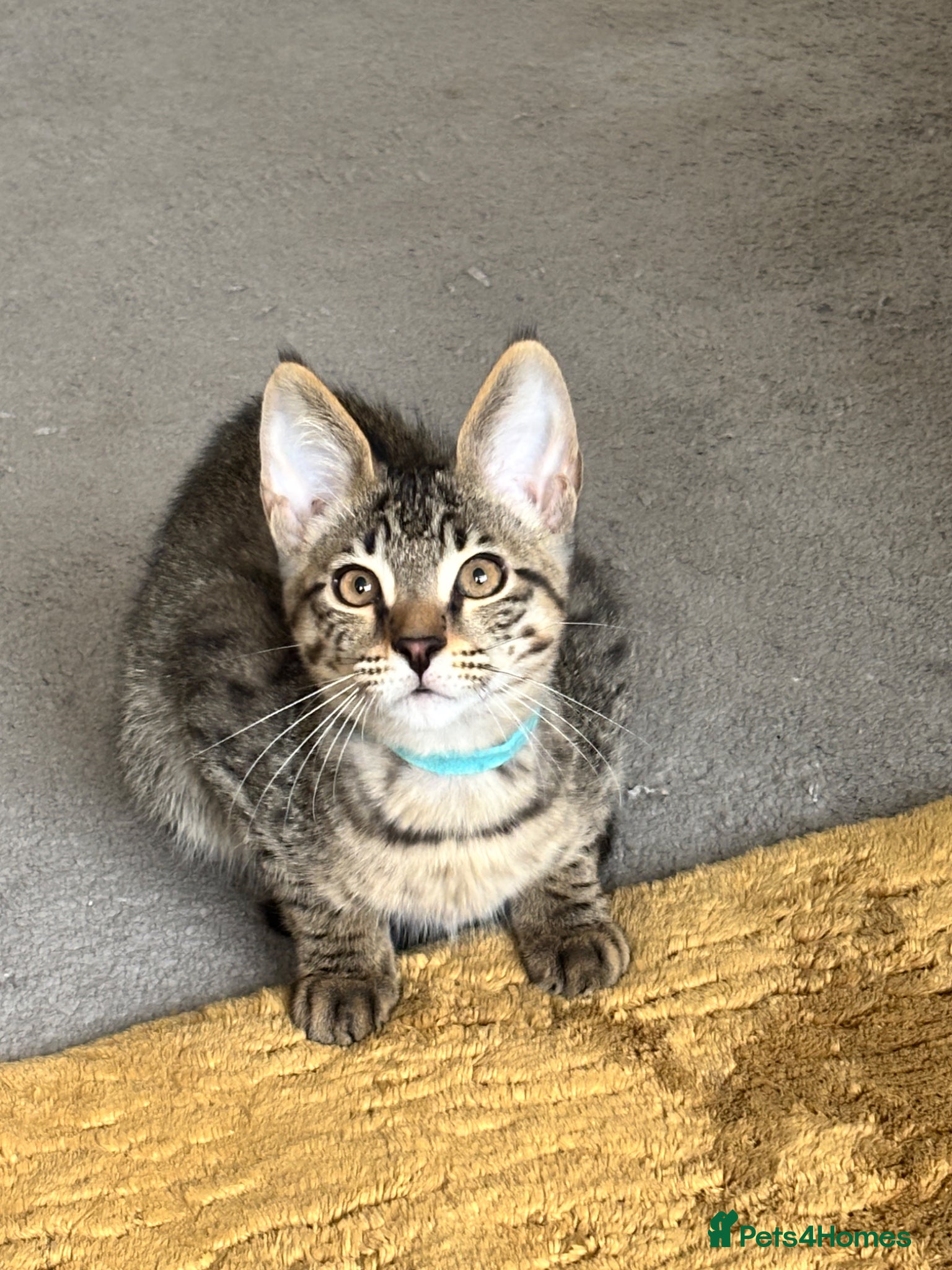 Savannah cats F3 Exceptional Savannah F3Kittens Rare Markings 🔥 - Advert 1