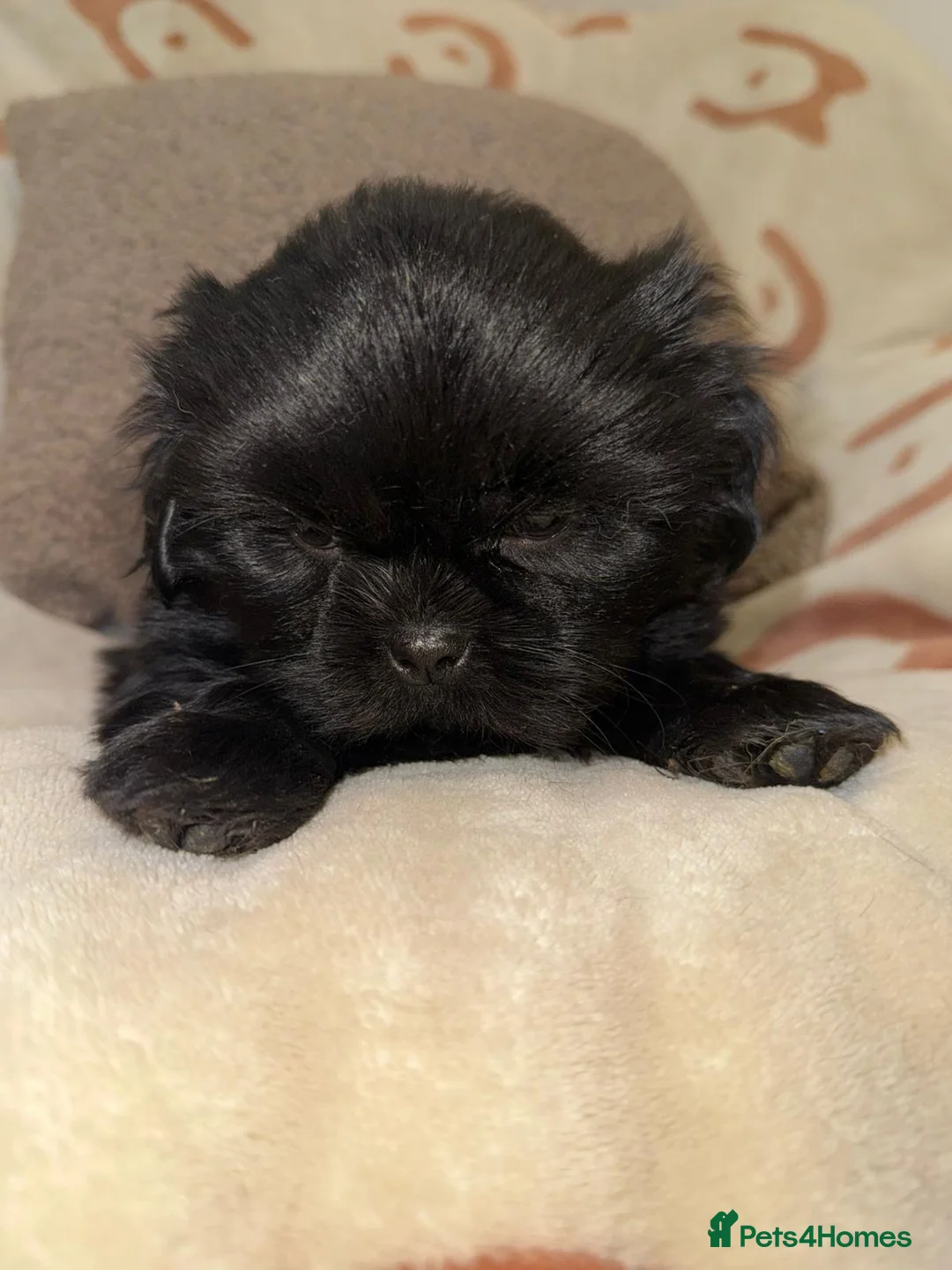 Shih Tzu dogs for sale: Stunning Black Shih Tzu Puppies - Advert 10
