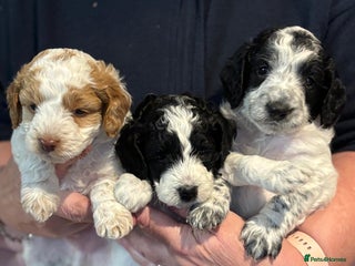 Cockapoo dogs - Advert 5