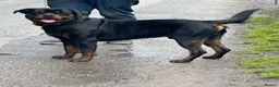Rottweiler dogs for stud: WELL PROVEN STUD in Halifax - Advert 4