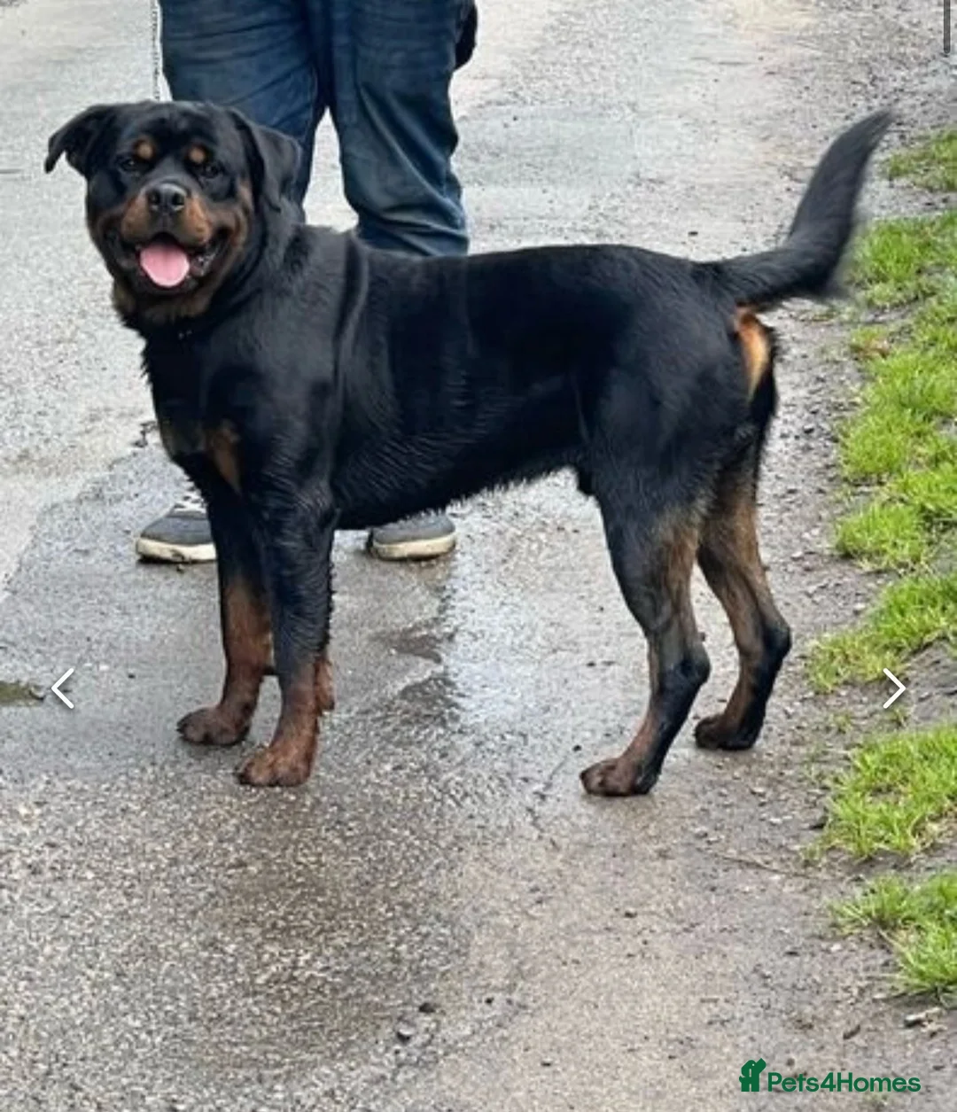 Rottweiler dogs for stud: WELL PROVEN STUD in Halifax - Advert 4