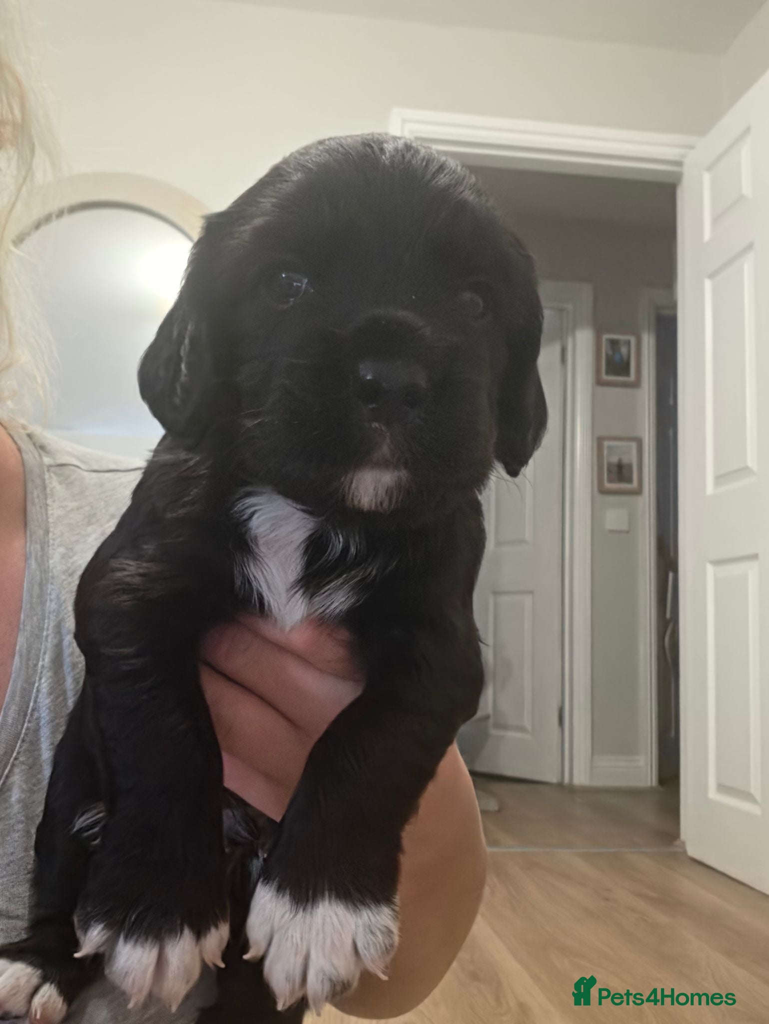 Cocker Spaniel dogs Beautiful cocker spaniels puppies - Advert 12