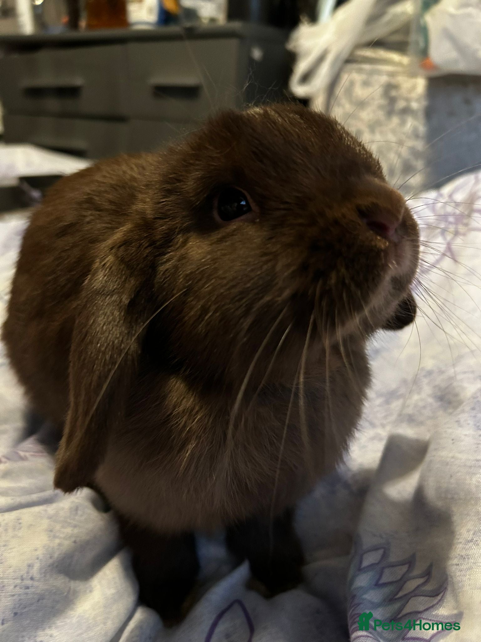 Mini Lop rabbits Mini lops £40 each or £80 for both RE-HOME   - Advert 2