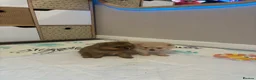 Pomeranian dogs for sale: TeddyBear Pomeranian puppies - Advert 13