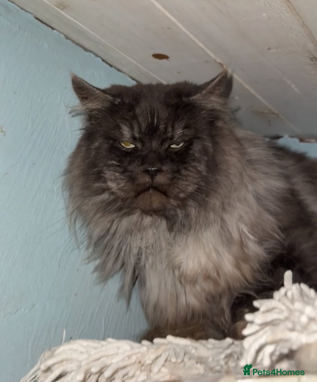 Maine Coon cats for stud: HUGE black smoke Mainecoon for stud  - Advert 5