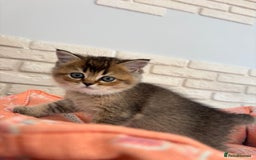 Scottish Fold cats for sale: Scottish fold pedigree kittens - Image 12