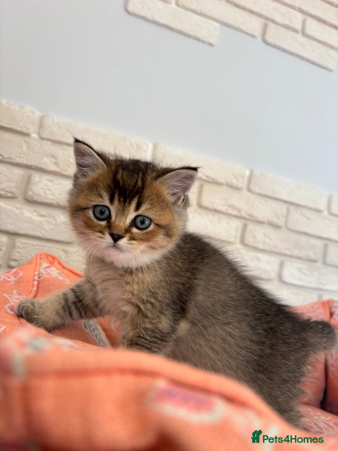 Scottish Fold cats for sale: Scottish fold pedigree kittens - Image 12