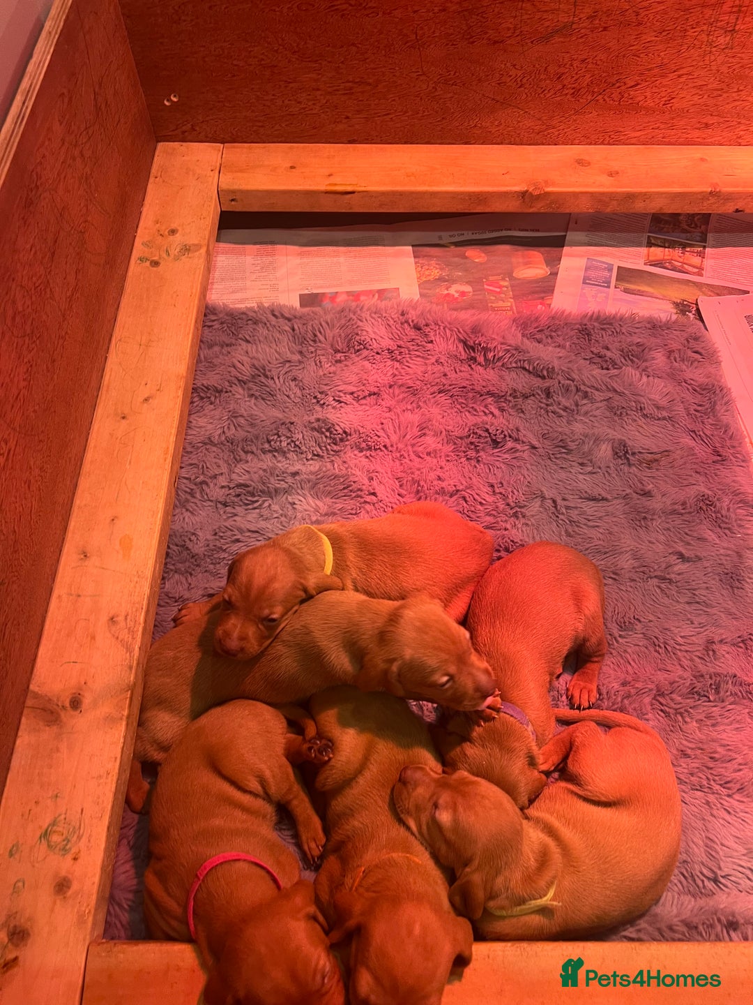 Hungarian Vizsla dogs for sale: Hookside x Skyrocket - Advert 14