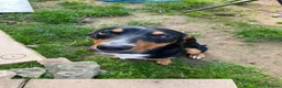 Mixed Breed dogs for sale: Milo kelpie spaniel mix - Advert 3