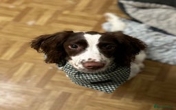 English Springer Spaniel dogs for sale: 15m Female Springer Spaniel for rehome. - Image 1