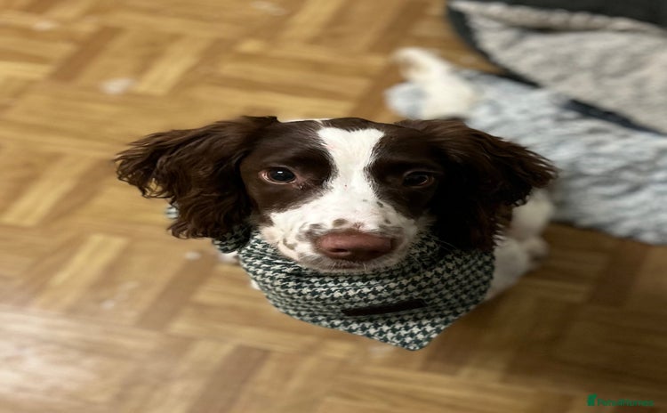 English Springer Spaniel dogs - Advert 16