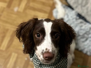 English Springer Spaniel dogs - Advert 1