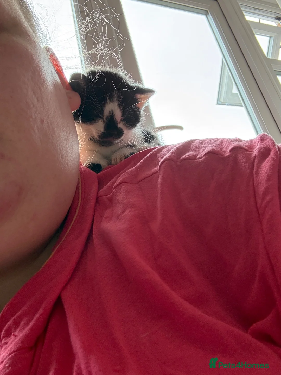 Munchkin cats for sale: Munchkin/dwarf kitten - Advert 1