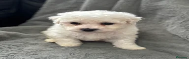Bichon Frise Puppy 1