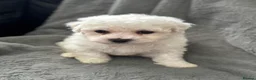 Bichon Frise dogs for sale: Pure Bichon Frise Puppies - Advert 18