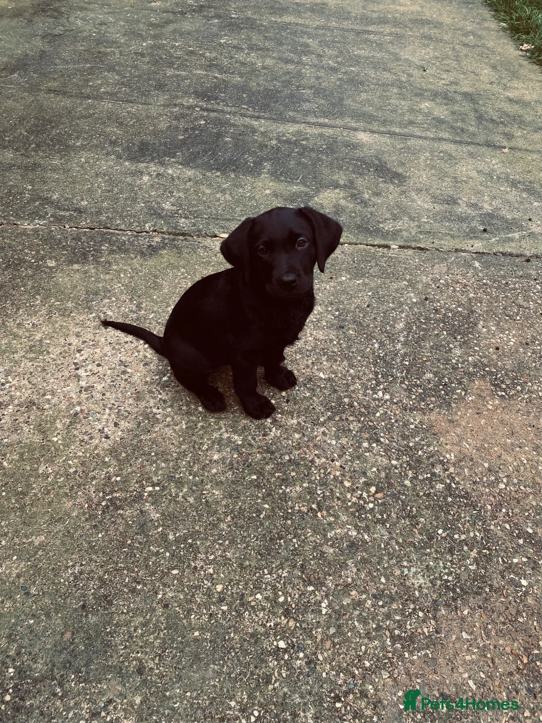 Labrador Retriever dogs for sale: Kc registered black Labrador in Lincoln - Advert 1