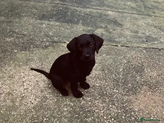 Labrador Retriever dogs Kc registered black Labrador - Advert 1