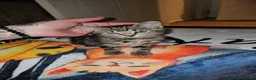Domestic Shorthair cats for adoption: Rescue kitten bella needs home  - Advert 2