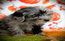 Cockapoo dogs for sale: Ready to go 10 October tiny toy cockapoos  - Image 19