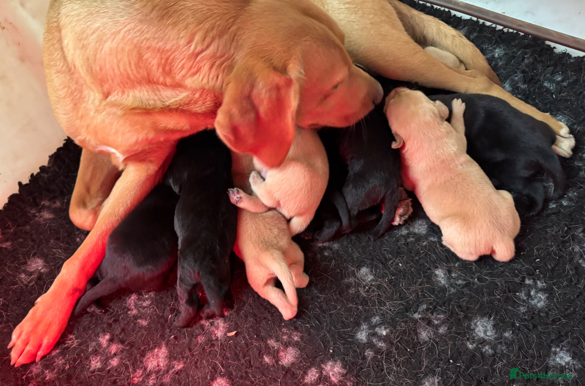 Labrador Retriever dogs for sale: Labrador pups fox red and black  - Advert 29
