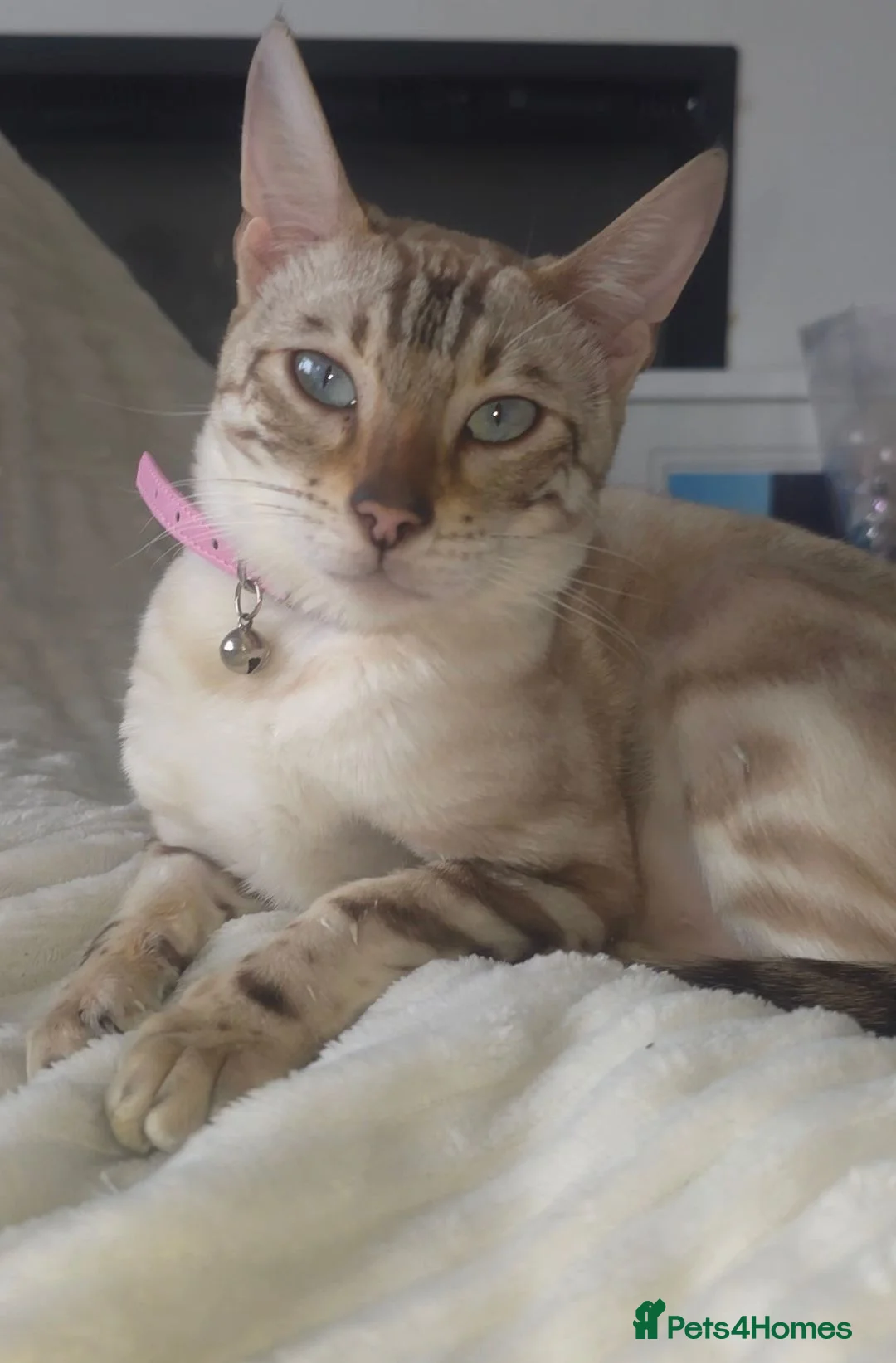 Bengal cats for sale: TICA bengal female  - Advert 2