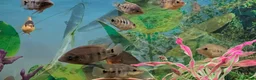 Cichlids fish for sale: Rare Bocourti X Red Parrot Hybrid juvenile  - Advert 3